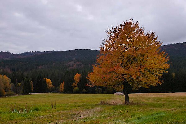 Bayerischer Wald
